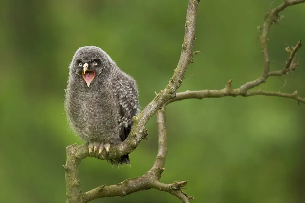 Zygmunt, Milan: Great Grey Owl