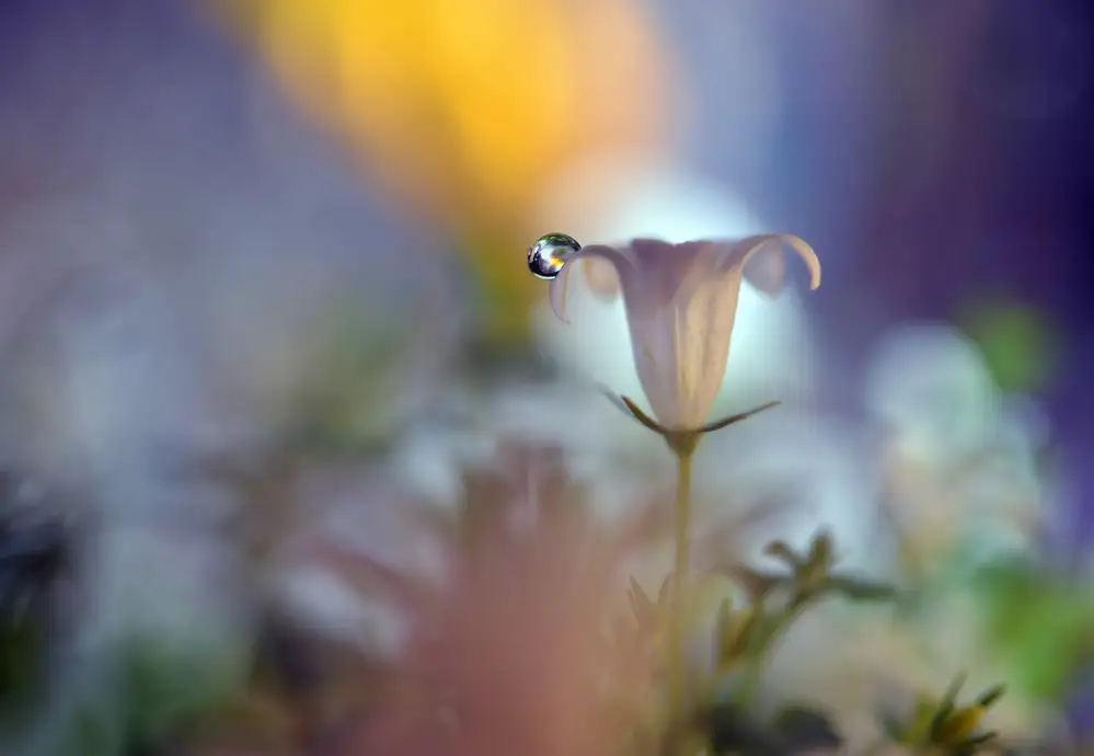 Westum, Heidi: Dusk Drop