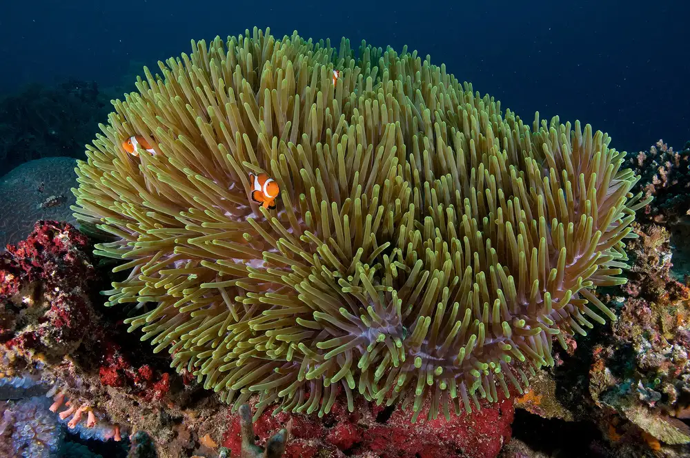 Tov, Ben Ilan: Anemone