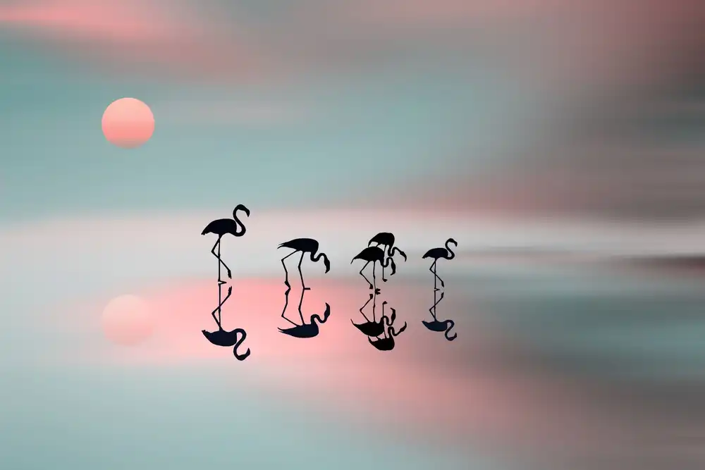 Natalia: Family flamingos.