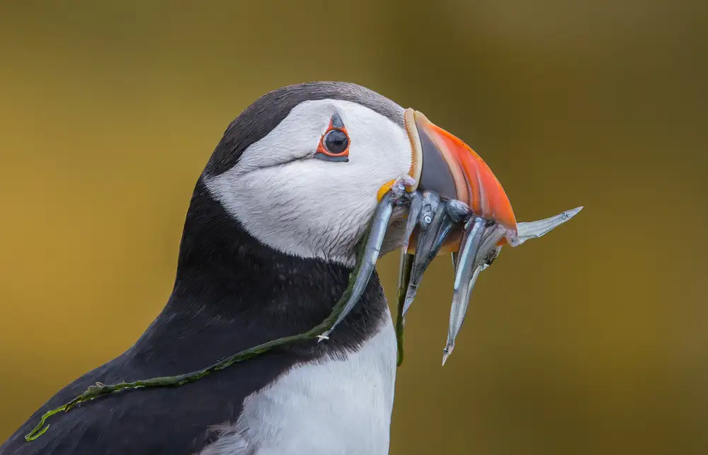 Barsh, Greg: Stuffed