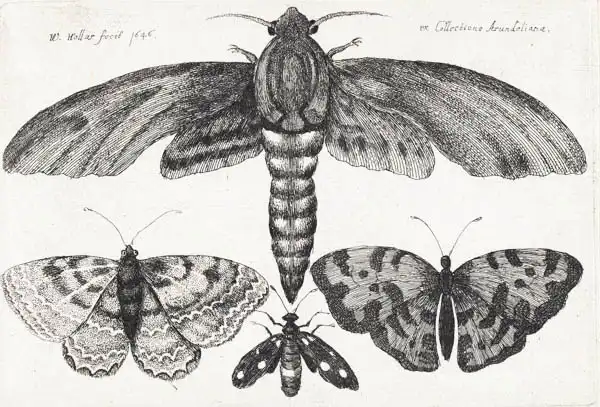 Hollar, Václav: Čtyři motýli ze série Muscarum scarabeorum...