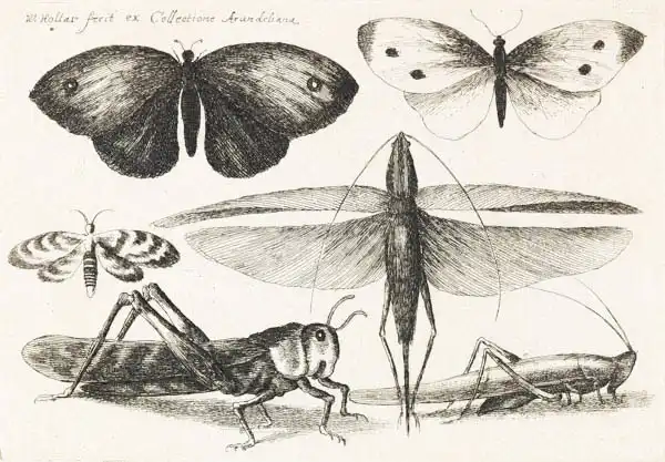 Hollar, Vaclav: Butterflies, dragonfly and grasshoppers