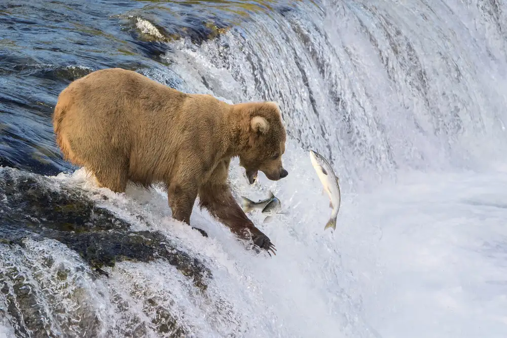 Doyle, Renee: Fishing on the Edge