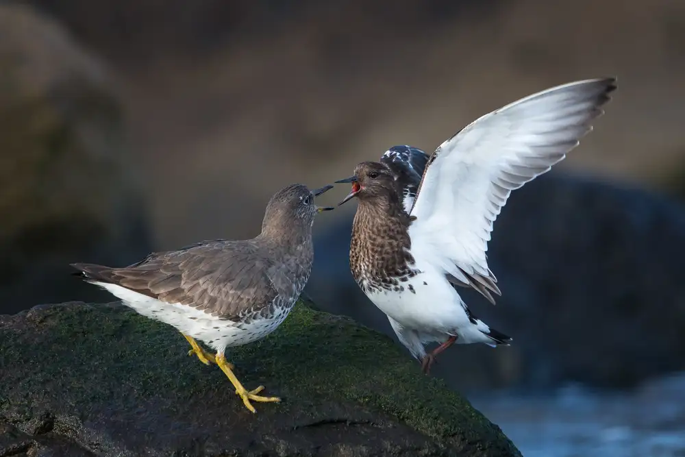 Barsh, Greg: Surfbird squabble