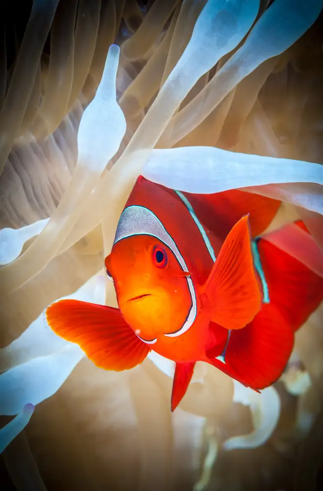 Abadschieff, Jan: Clownfish defends his white anemone
