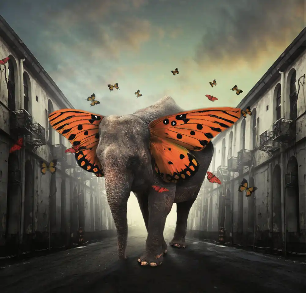 hardibudi: Butterphant