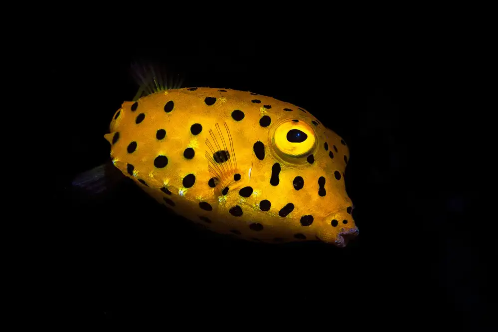 Gabriel, Barathieu: Pesce scatola giallo