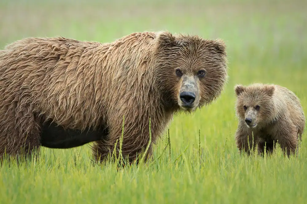 Doyle, Renee: Ich und Mama