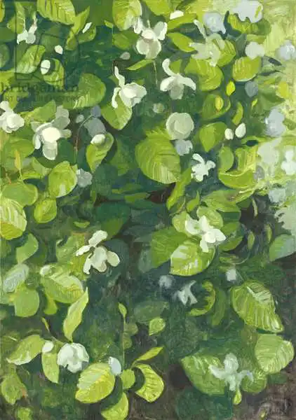 Glover, Leig: Magnolia in flower
