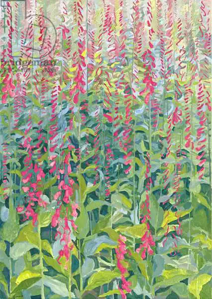 Glover, Leig: Foxgloves