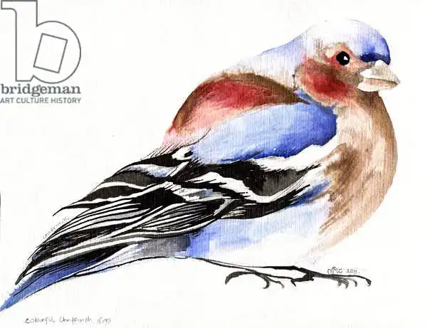 Moniz Charalambous, Nanc: Colourful Chaffinch