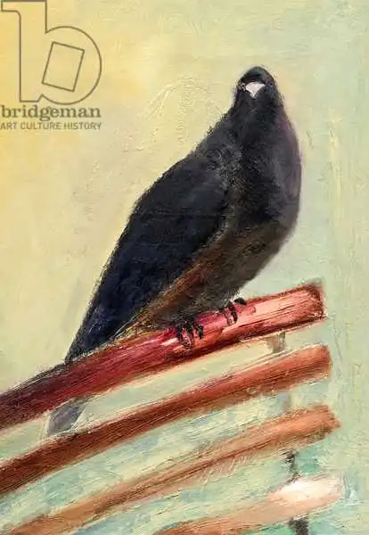 Moniz Charalambous, Nanc: Kingly Court Pigeon