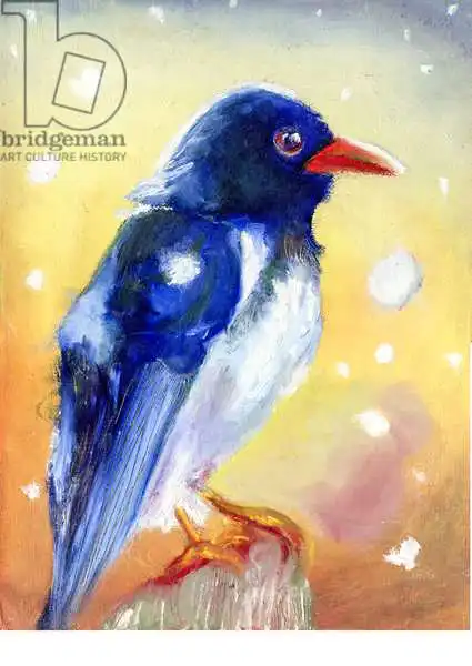 Moniz Charalambous, Nanc: Red Billed Magpie with snow drops