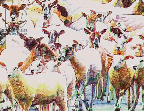 White, Hele: Flock