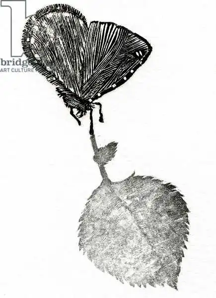 Larsson, Carl: Unknown
