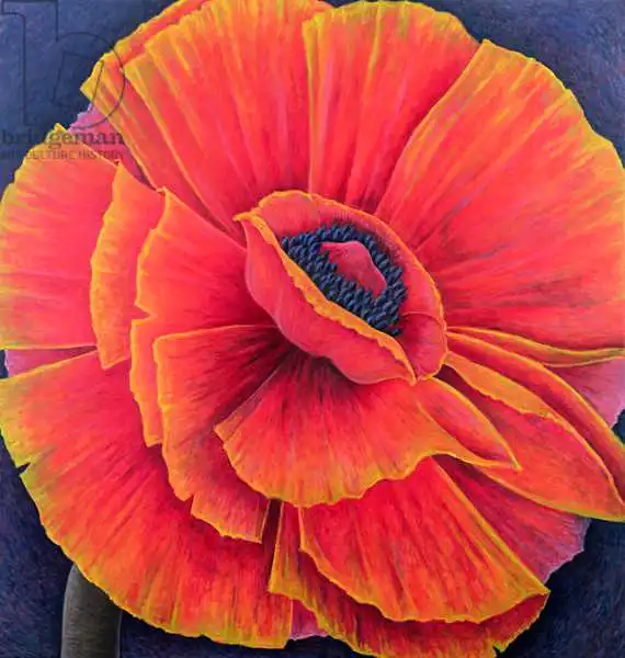 Addinall, Rut: Big Poppy