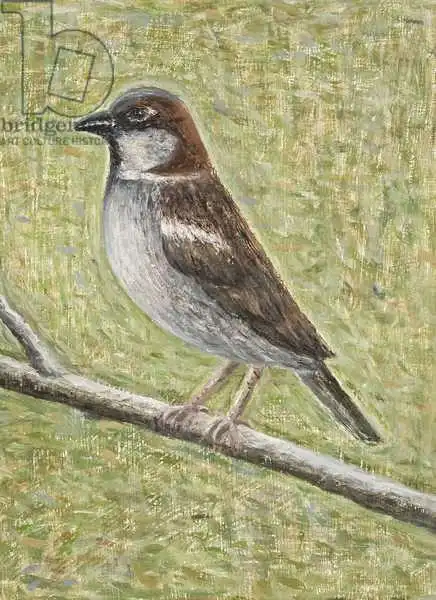Addinall, Rut: Moineau de maison