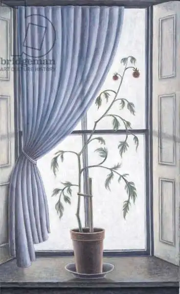 Addinall, Rut: Plant in Window