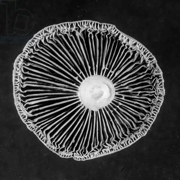 Occi, Ji: Fungi