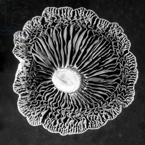 Occi, Ji: Fungi2
