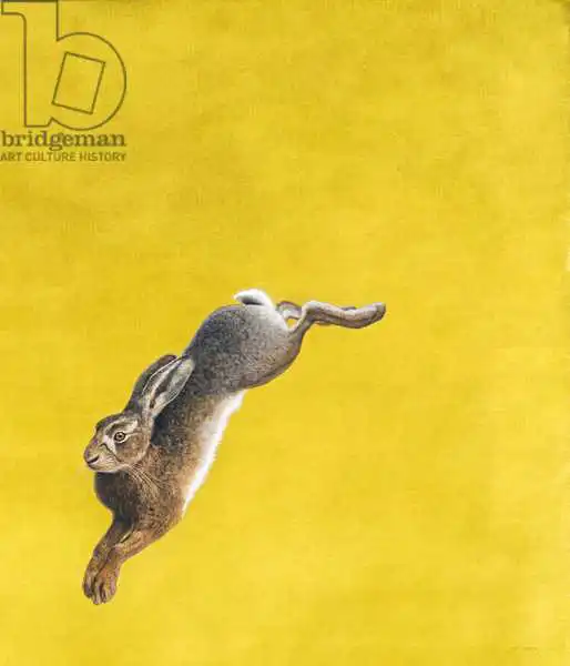 Hayward, Ti: Le saut-jaune
