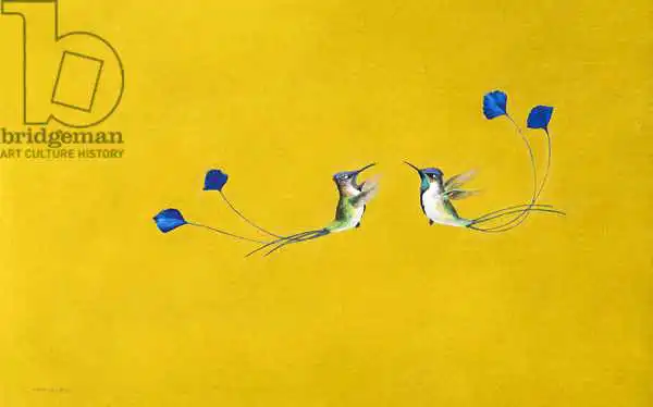 Hayward, Ti: Colibris