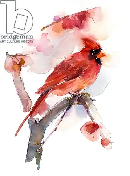 Keeling, Joh: Red cardinal