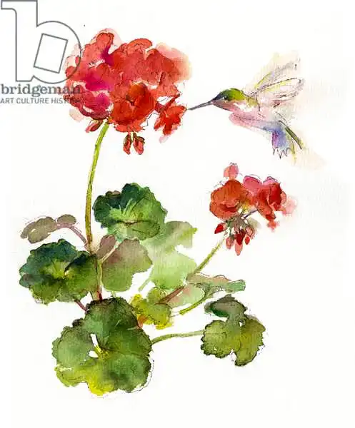Keeling, Joh: Hummingbird with Geranium