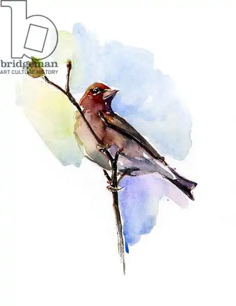 Keeling, Joh: Purple finch