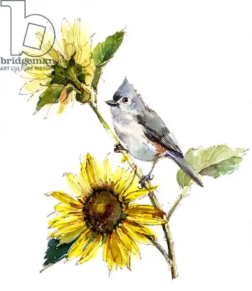 Keeling, Joh: Titmouse with Sunflower