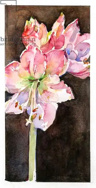 Keeling, Joh: Amaryllis with brown background
