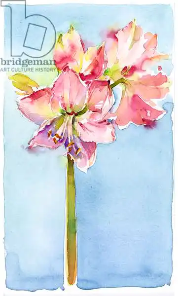 Keeling, Joh: Amaryllis with aqua background