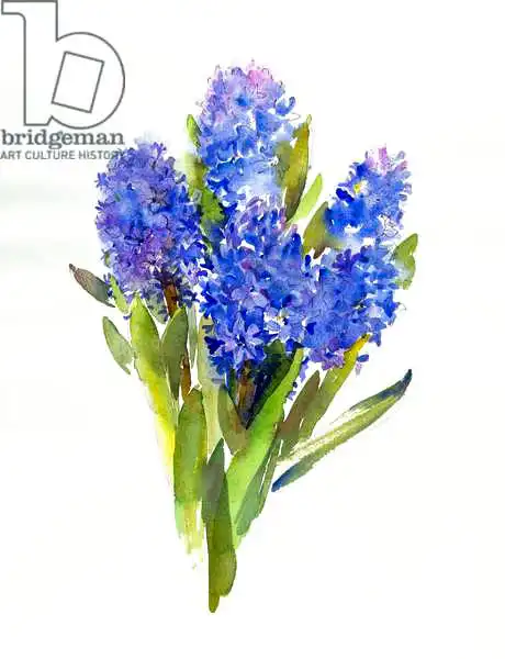Keeling, Joh: Blue Hyacinth