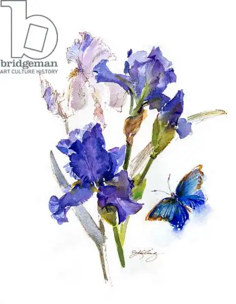 Keeling, Joh: Iris with blue butterfly