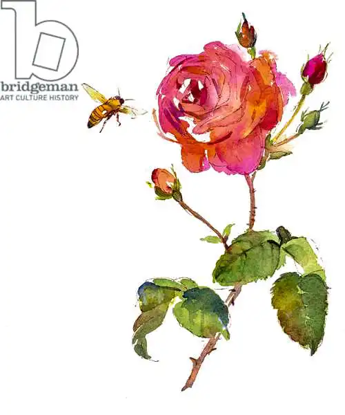 Keeling, Joh: Rose with bee