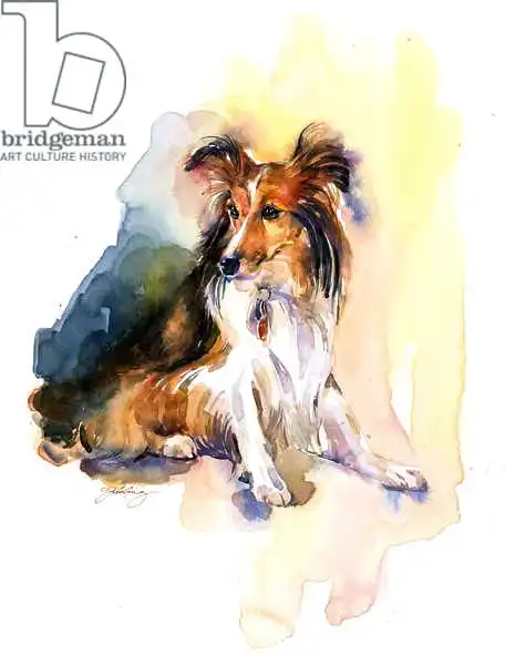 Keeling, Joh: Sheltie portrait