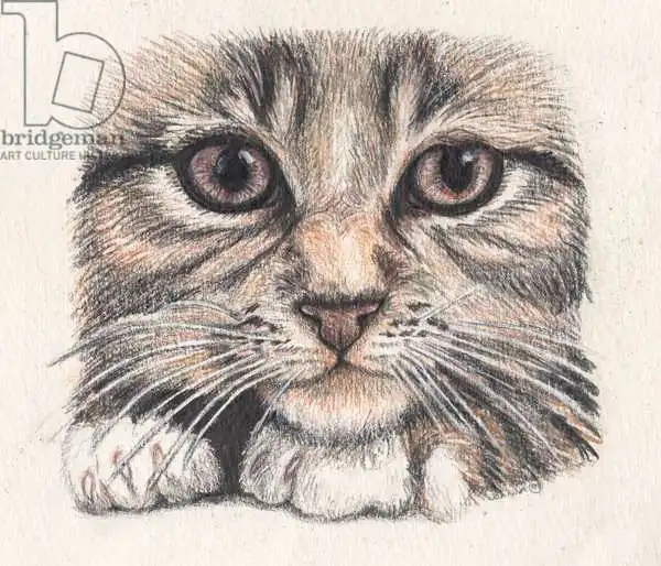 Scott, Samuel: Tabbycat Face