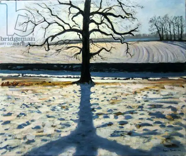 Macara, Andre: Arbre et ombre, abbaye de Calke, Derbyshire
