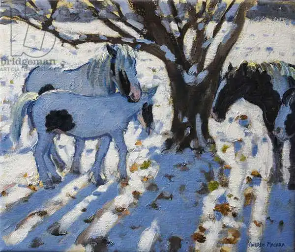 Macara, Andre: Skewbald Poneys en hiver