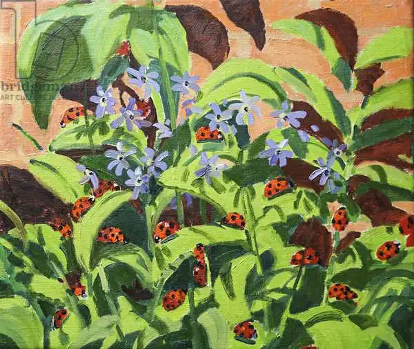 Macara, Andre: Ladybirds, 2013