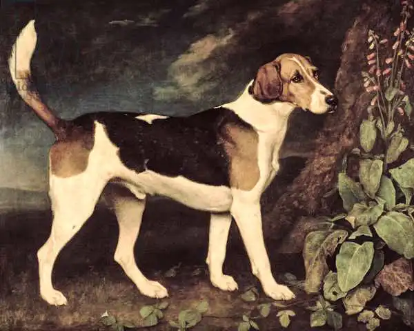 Stubbs, George: Ringwood, a Brocklesby Foxhound