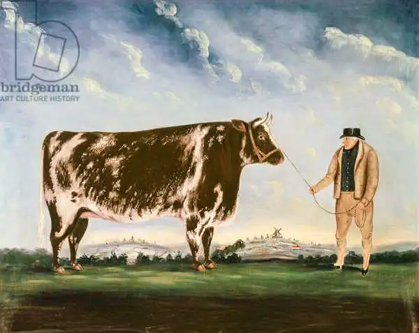 Shayer, William Joseph: Study of a Shorthorn