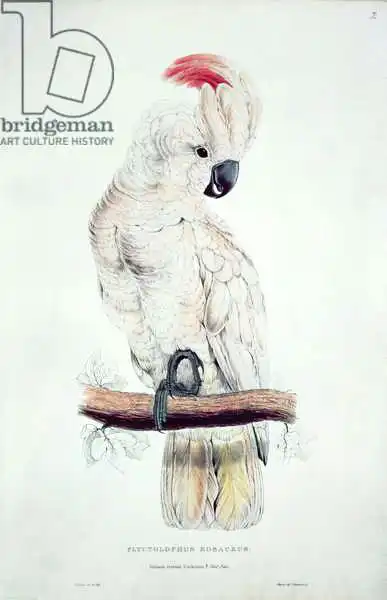 Lear, Edward: Salmon-Crested Cockatoo