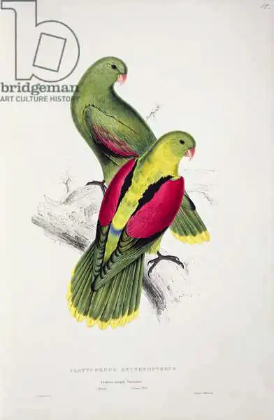 Lear, Edward: Crimson-Winged Parakeet