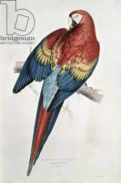 Lear, Edward: Red and Yellow Macaw