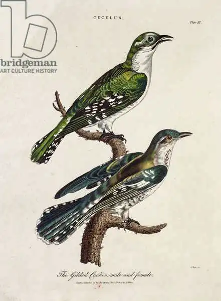English school (19th century): Coucoo doré, mâle et femelle (Cuculus)