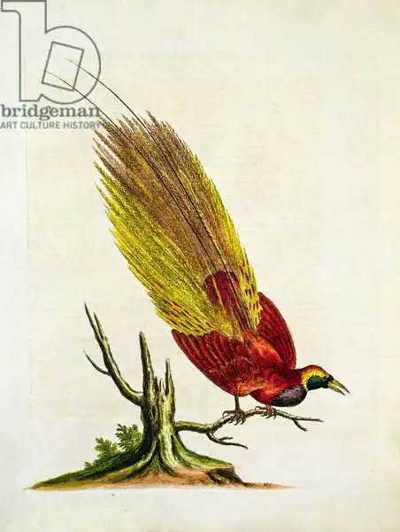 English school (19th century): Golden Peacock