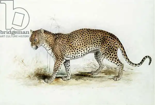 Lear, Edward: The Leopard