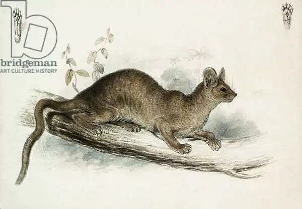 Lear, Edward: The Polecat, 19th century